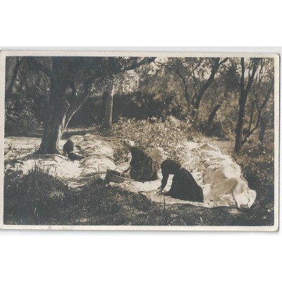 Cueillette des Olives prés de Nice vers 1912